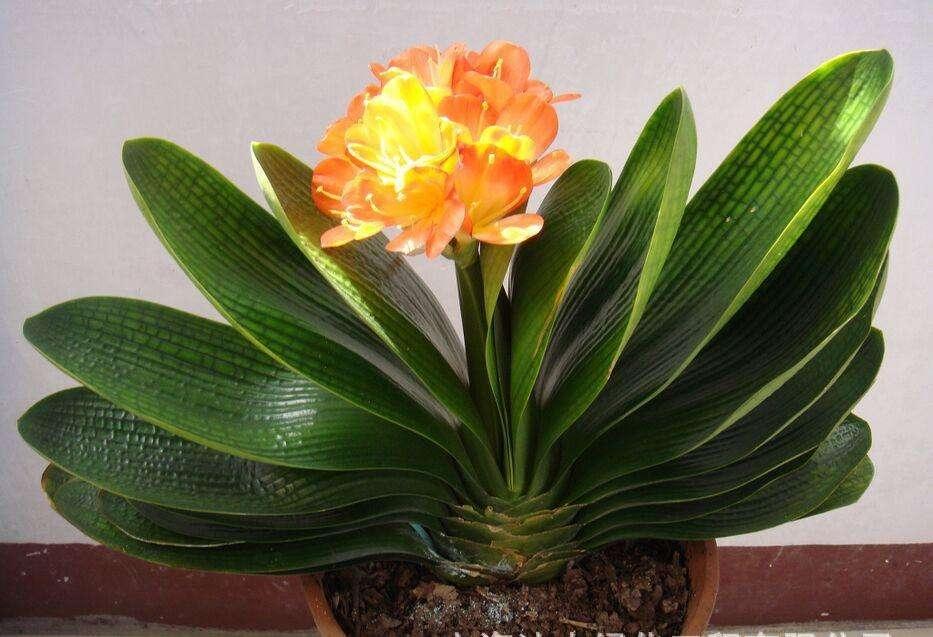 冬季室內綠植_冬季室內綠植葉子發黃的原因_冬季室內綠植養護技巧