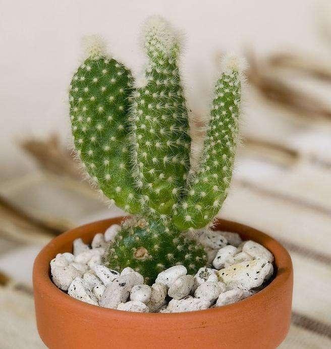 冬季室內綠植葉子發黃的原因_冬季室內綠植_冬季室內綠植養護技巧