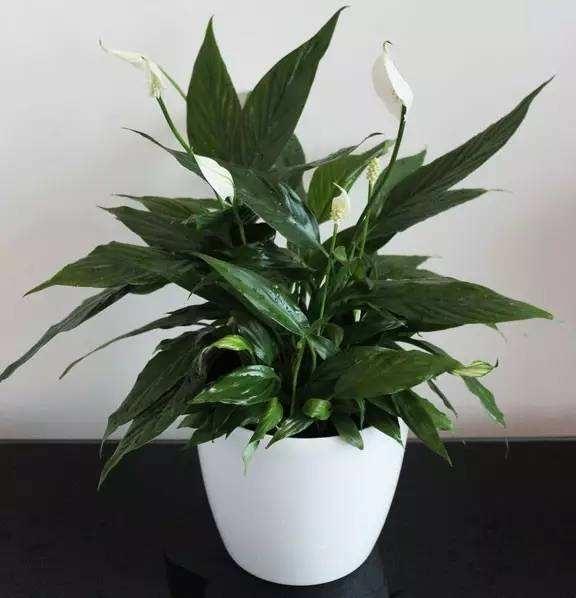 冬季室內綠植養護技巧_冬季室內綠植葉子發黃的原因_冬季室內綠植