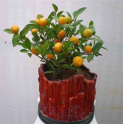 冬季室內綠植葉子發黃的原因_冬季室內綠植養護技巧_冬季室內綠植