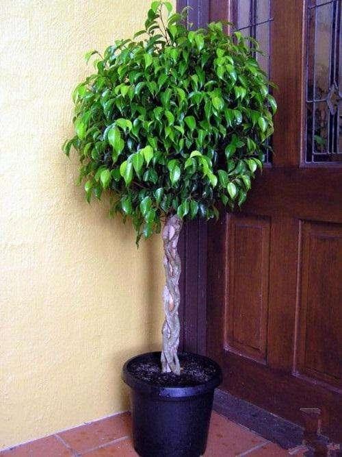 冬季室內綠植_冬季室內綠植養護技巧_冬季室內綠植葉子發黃的原因