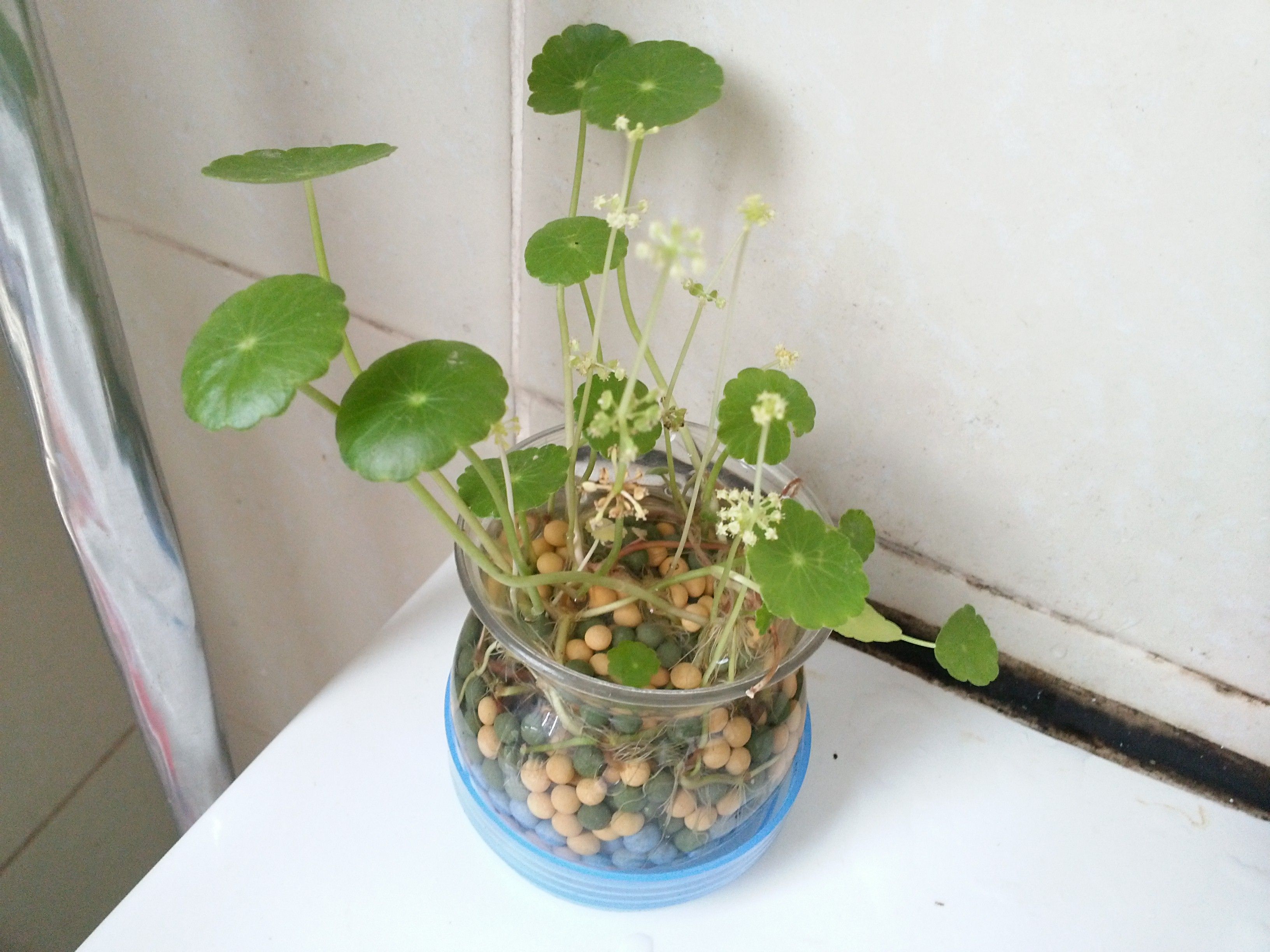 銅錢草的花_銅錢草的花長什么樣_銅錢草花長什么樣