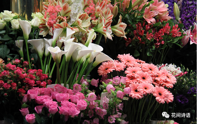 寓意生日送花祝福語_生日送花花語_生日送花的寓意