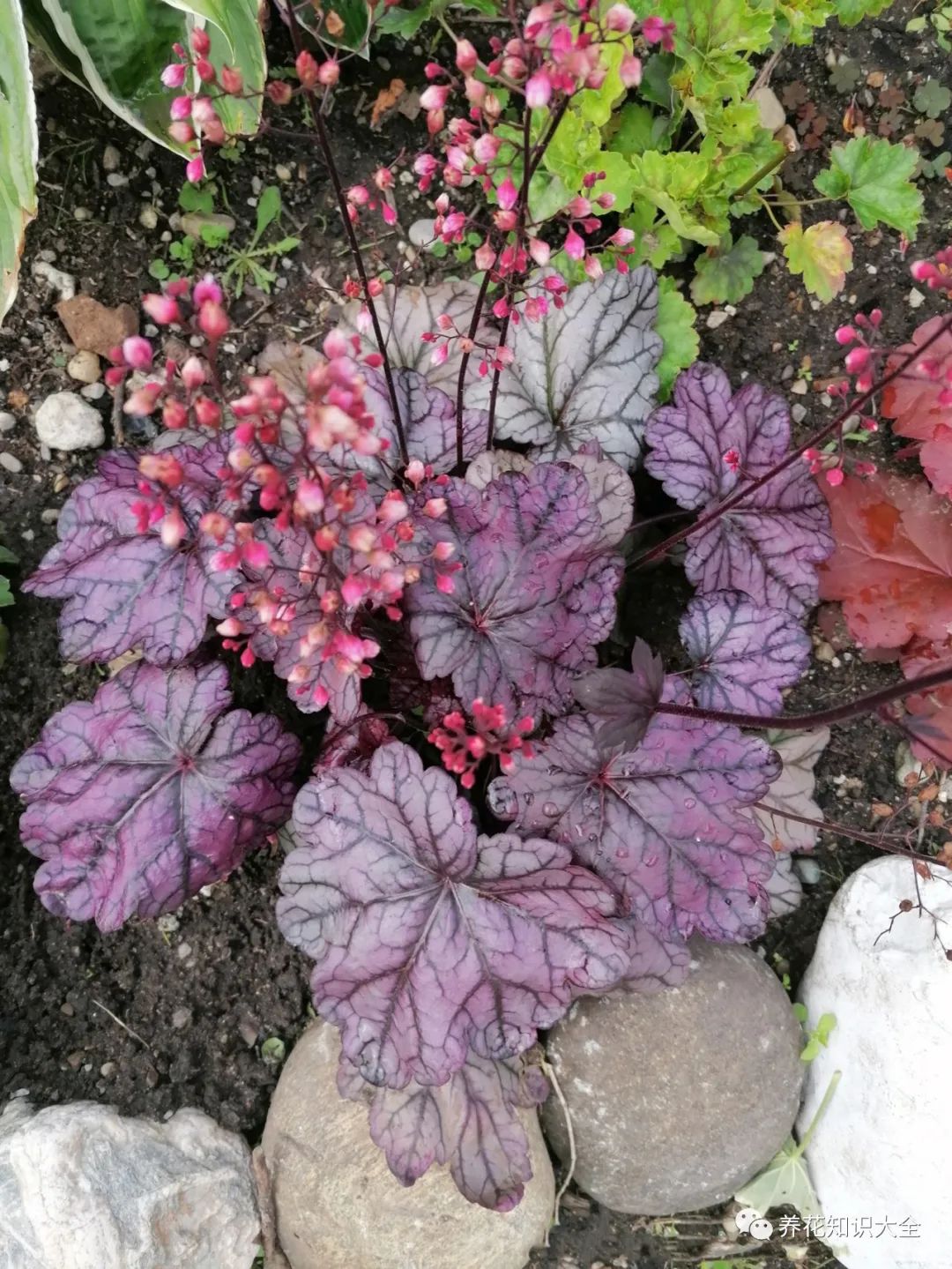 紫色花卉名稱(chēng)_紫色花卉大全花名_花卉紫色大全花名有哪些