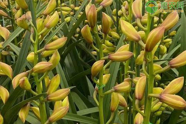 冬季好養的室內盆栽_冬天室內盆栽怎么保暖_盆栽冬季養護