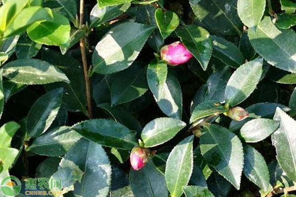 冬季好養的室內盆栽_冬天室內盆栽怎么保暖_盆栽冬季養護