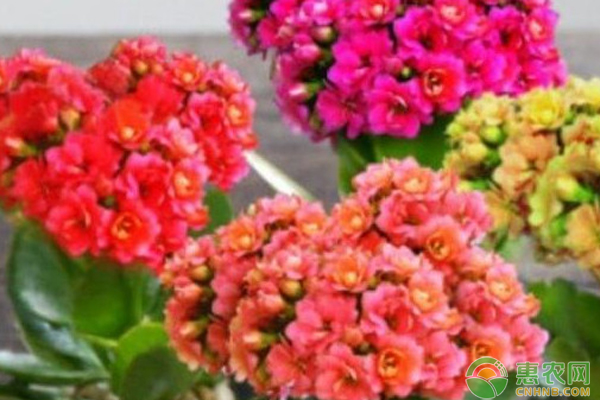 冬季好養的室內盆栽_盆栽冬季養護_冬天室內盆栽怎么保暖