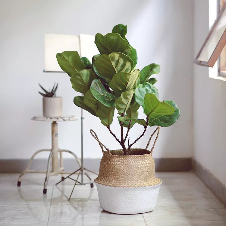 客廳綠植放在適合什么位置_放客廳的綠植_適合放在客廳的綠植