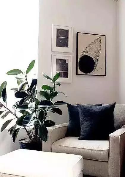 放客廳的綠植_適合放在客廳的綠植_客廳綠植放在適合什么位置