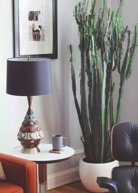 放客廳的綠植_適合放在客廳的綠植_客廳綠植放在適合什么位置