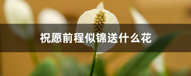 家養(yǎng)一帆風(fēng)順花好不好_家里養(yǎng)一帆風(fēng)順花好嗎_家養(yǎng)一帆風(fēng)順吉利嗎