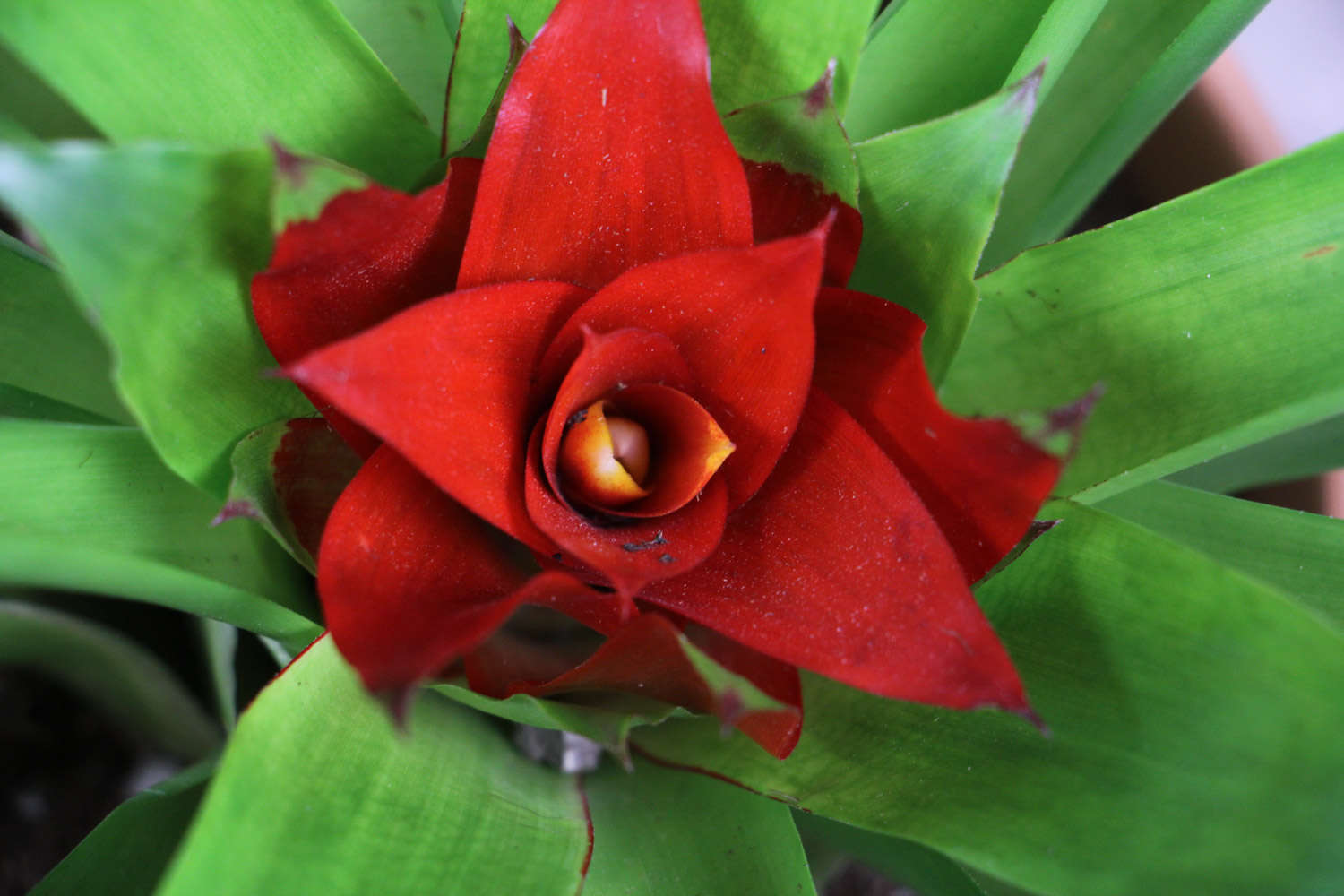 家養(yǎng)一帆風(fēng)順花好不好_家養(yǎng)一帆風(fēng)順吉利嗎_家里養(yǎng)一帆風(fēng)順花好嗎