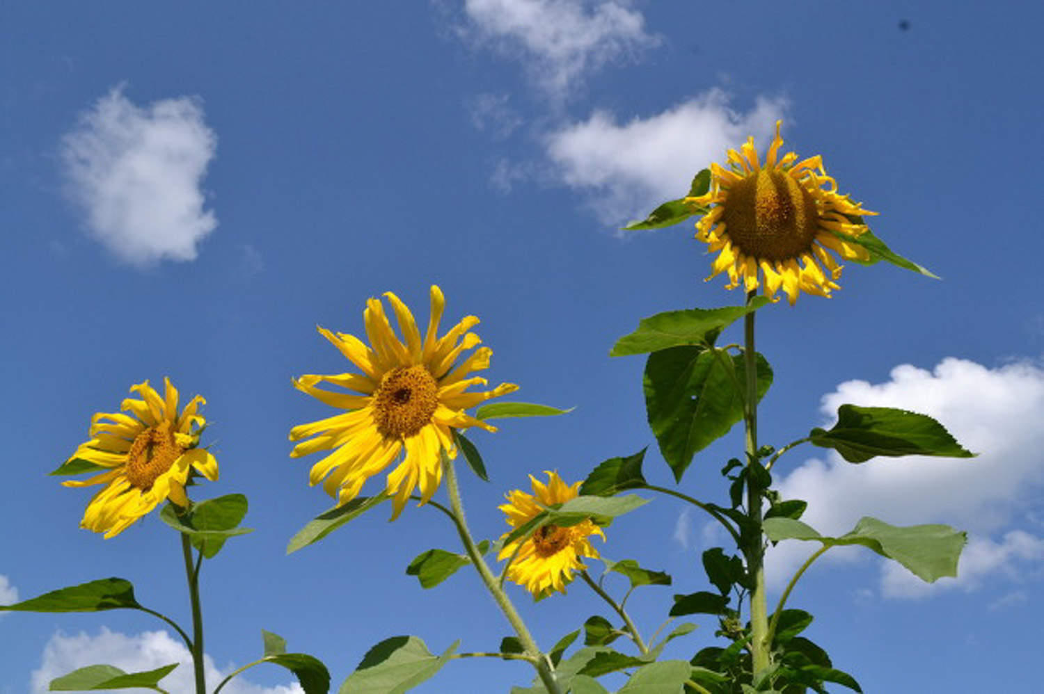 家里養(yǎng)一帆風(fēng)順花好嗎_家養(yǎng)一帆風(fēng)順花好不好_家養(yǎng)一帆風(fēng)順吉利嗎