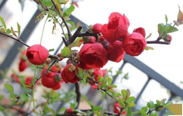 <strong>5種耐寒花卉，零下10度也能安全過冬，養(yǎng)起來省心又漂亮</strong>