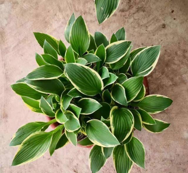 室外耐寒耐凍的綠植有哪些_耐寒綠植室外_室內耐寒耐凍的綠植有哪些