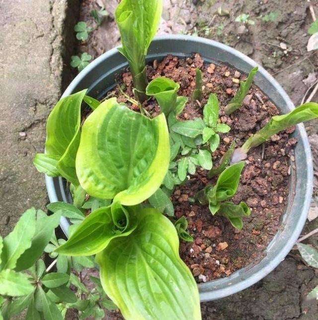 室外耐寒耐凍的綠植有哪些_室內耐寒耐凍的綠植有哪些_耐寒綠植室外