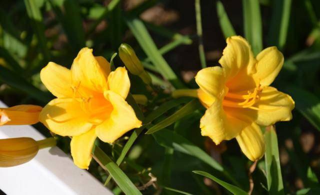 耐寒綠植室外_室內耐寒耐凍的綠植有哪些_室外耐寒耐凍的綠植有哪些