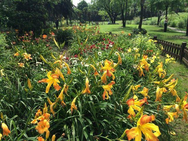 室外耐寒耐凍的綠植有哪些_耐寒綠植室外_室內耐寒耐凍的綠植有哪些