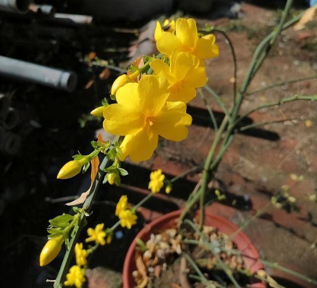 室內耐寒耐凍的綠植有哪些_室外耐寒耐凍的綠植有哪些_耐寒綠植室外