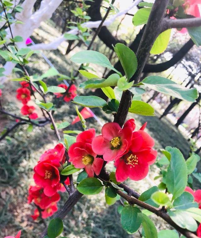 室內耐寒耐凍的綠植有哪些_耐寒綠植室外_室外耐寒耐凍的綠植有哪些