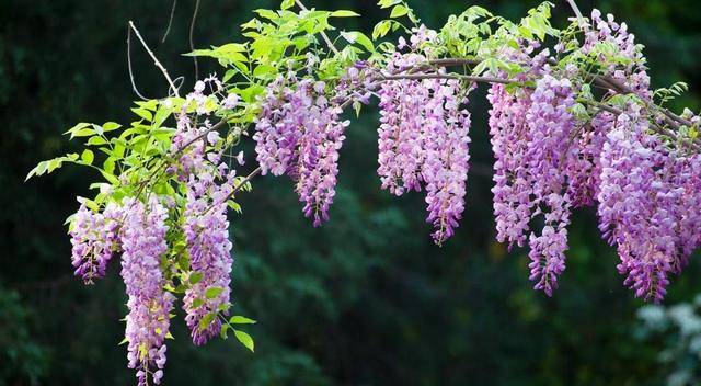 室外耐寒耐凍的綠植有哪些_室內耐寒耐凍的綠植有哪些_耐寒綠植室外