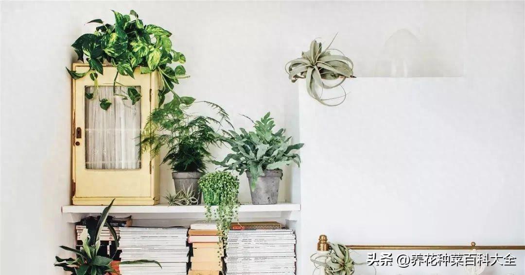 辦公室盆栽綠植_辦公室最好養的盆栽植物_辦公室盆栽養什么綠植比較好