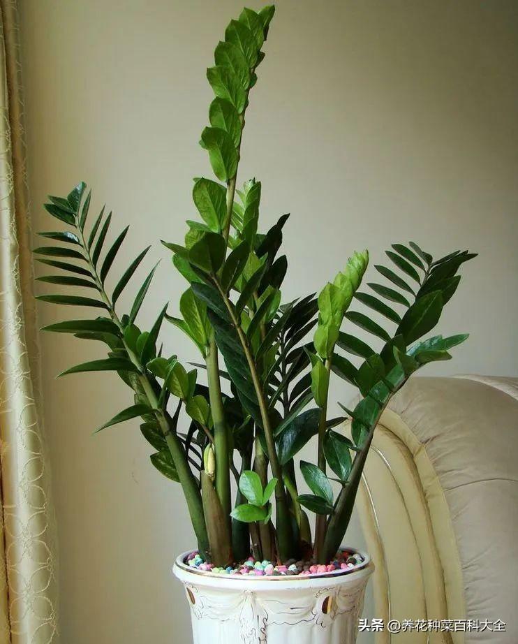 辦公室盆栽綠植_辦公室盆栽養什么綠植比較好_辦公室最好養的盆栽植物