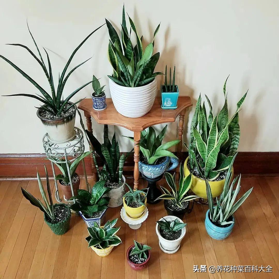 辦公室盆栽養什么綠植比較好_辦公室盆栽綠植_辦公室最好養的盆栽植物