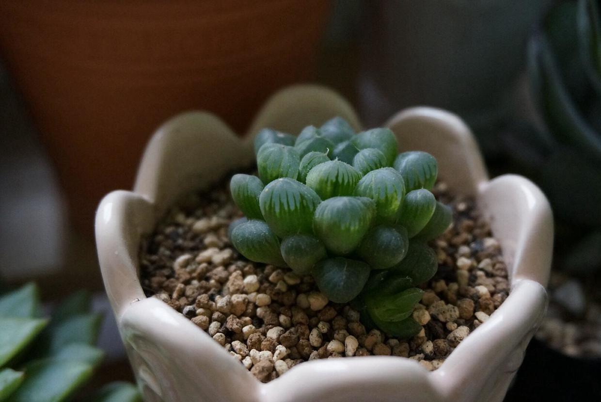 臥室床頭能放綠蘿嗎_臥室床頭能放植物嗎_臥室床頭可以放綠植嗎