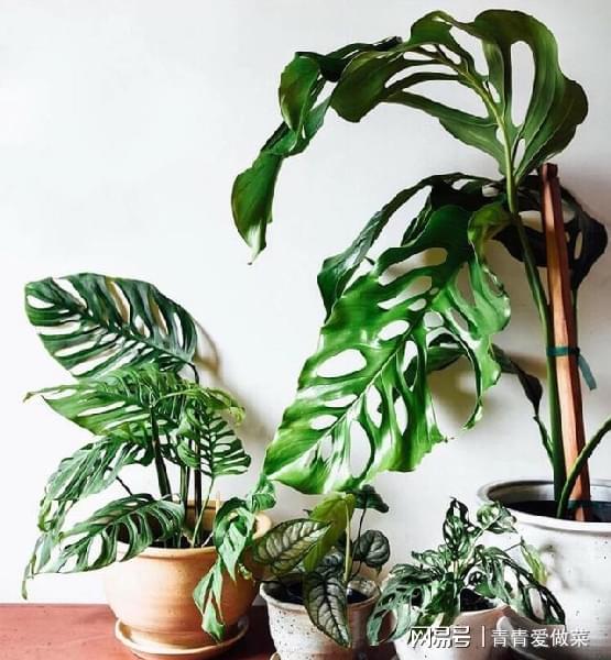 室內養什么花合適_合適室內養花的植物_合適室內養花有哪些
