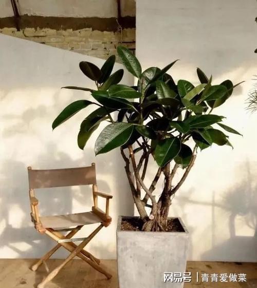 合適室內養花有哪些_合適室內養花的植物_室內養什么花合適