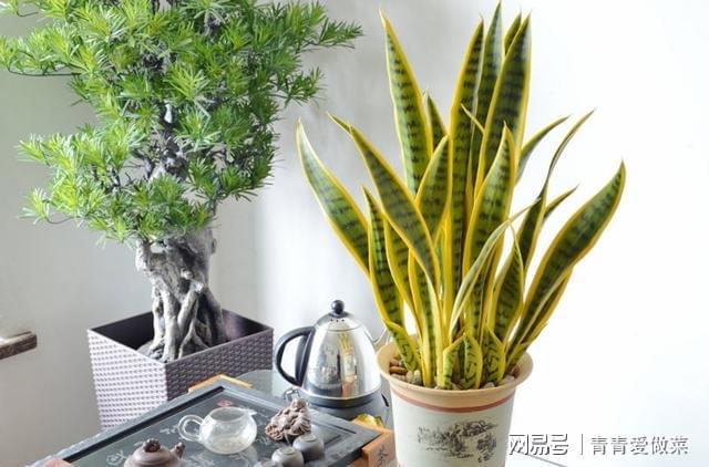 室內養什么花合適_合適室內養花有哪些_合適室內養花的植物