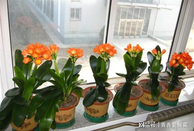 合適室內養花的植物_合適室內養花有哪些_室內養什么花合適