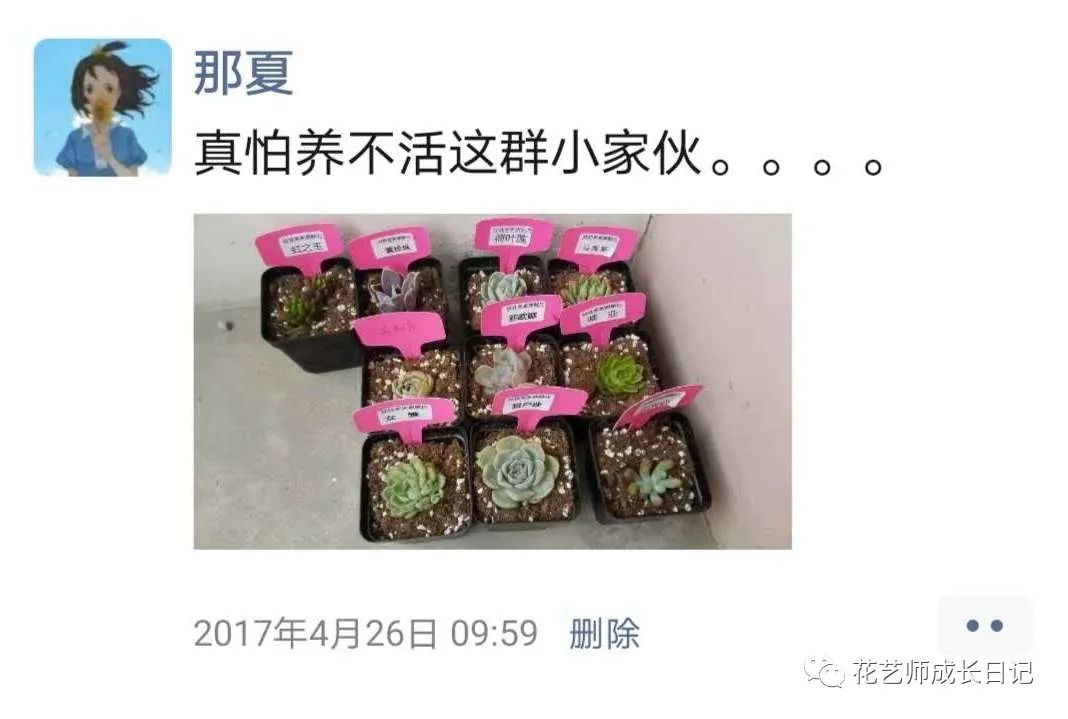 多肉花劍剪了又長_多肉剪下來的花劍怎么繁殖_多肉剪花劍是從根剪嗎
