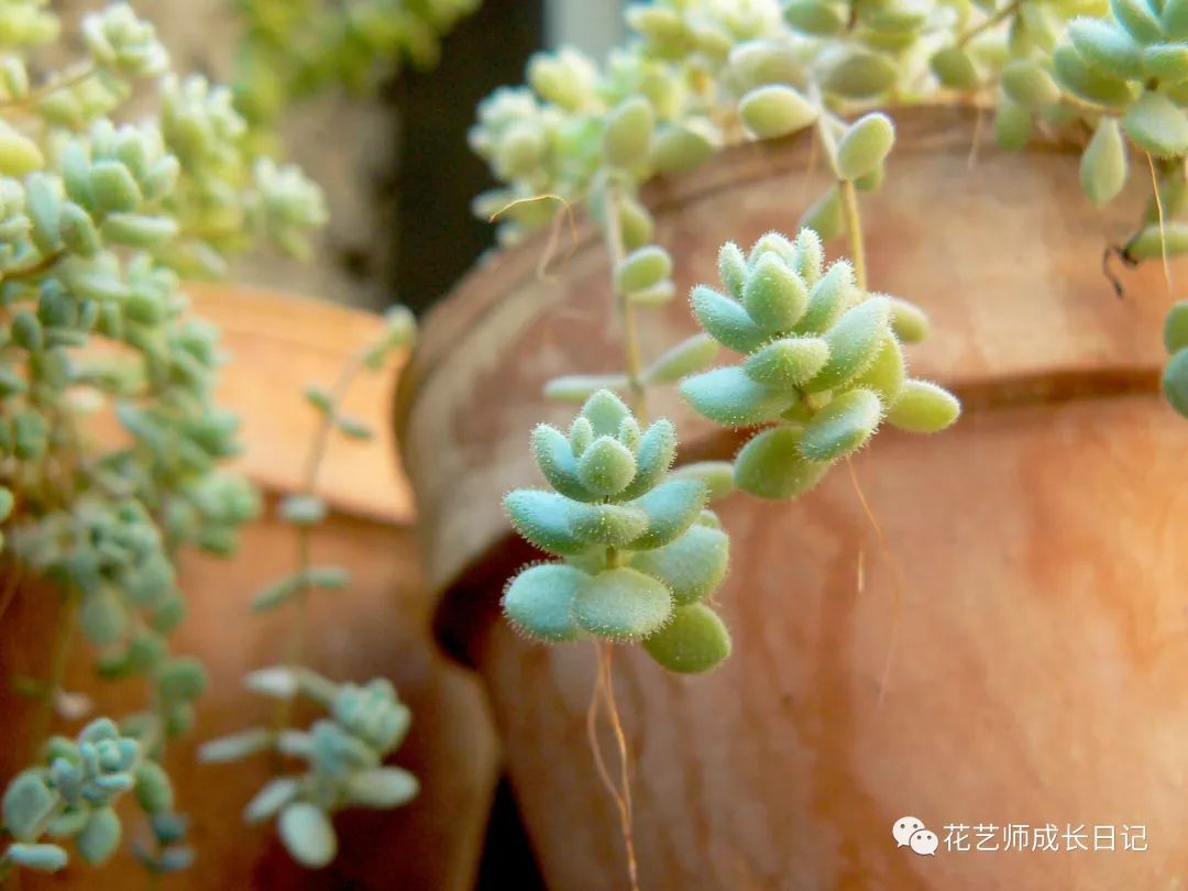 多肉剪下來的花劍怎么繁殖_多肉花劍剪了又長_多肉剪花劍是從根剪嗎