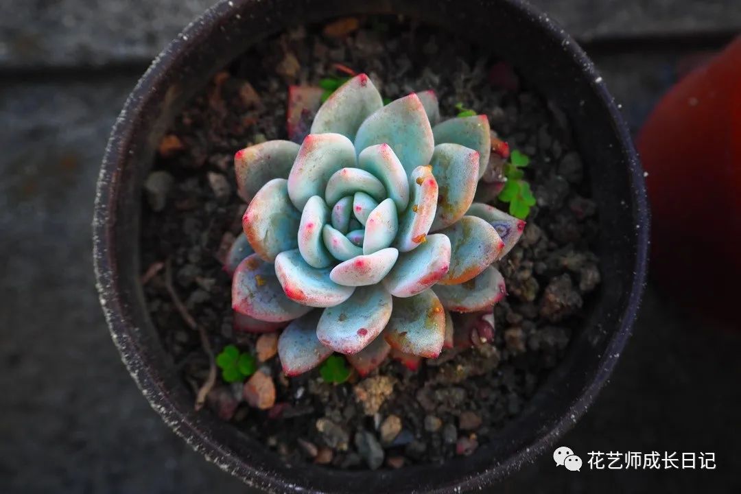 多肉花劍剪了又長_多肉剪下來的花劍怎么繁殖_多肉剪花劍是從根剪嗎