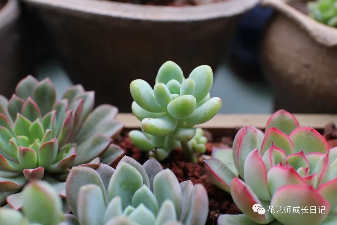 多肉剪花劍是從根剪嗎_多肉花劍剪了又長_多肉剪下來的花劍怎么繁殖