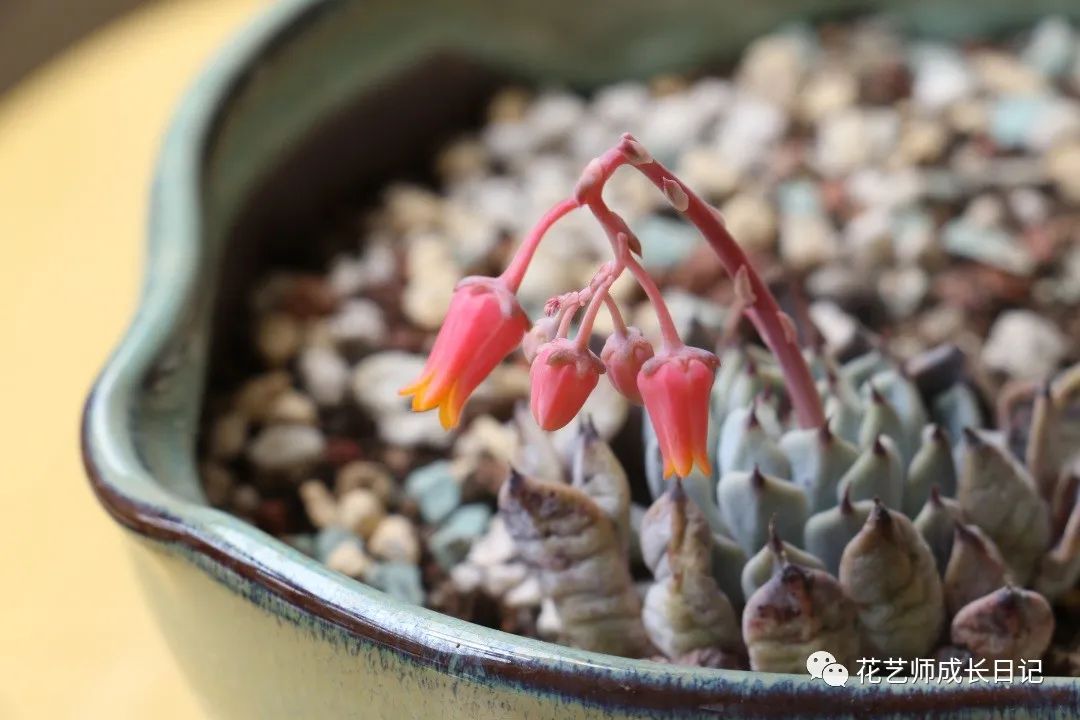 多肉花劍剪了又長_多肉剪花劍是從根剪嗎_多肉剪下來的花劍怎么繁殖