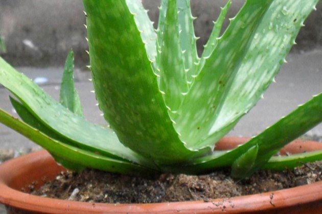 北方室外過冬花卉_花卉室外北方冬養天天澆水嗎_冬天北方室外養的花卉