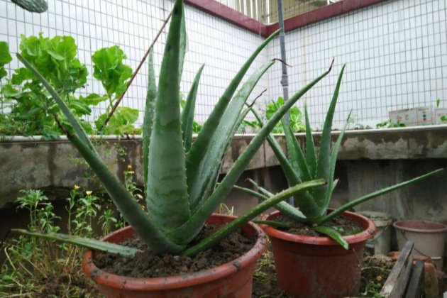 北方室外過冬花卉_花卉室外北方冬養天天澆水嗎_冬天北方室外養的花卉