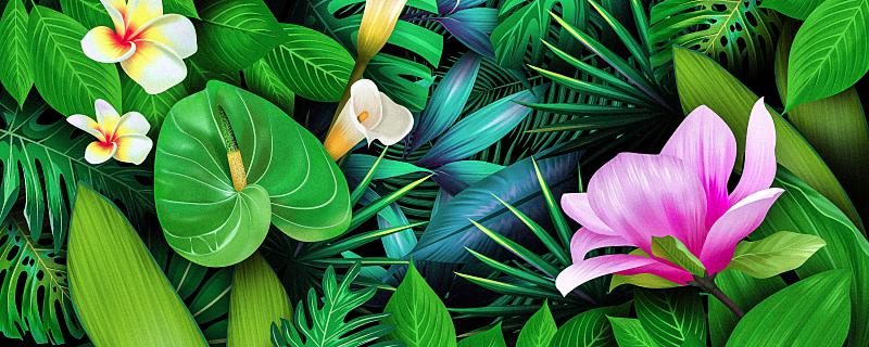 <strong>朋友搬家送哪種綠植更適合 朋友搬新家送常青藤還是虎刺梅</strong>