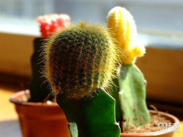 辦公室養花發朋友圈說說_辦公室養花_辦公室養花風水大忌