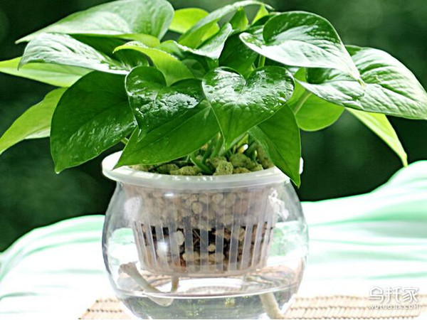 辦公室養花風水大忌_辦公室養花_辦公室養花發朋友圈說說