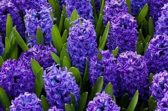 紫色的花有哪些及花名，美女櫻紫色壯觀暖心花期最長