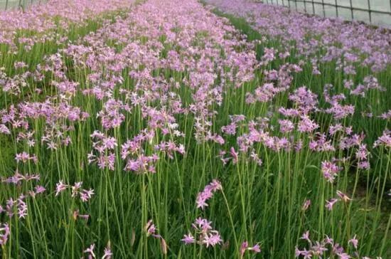 藍(lán)色花卉大全花名_藍(lán)色的花名稱(chēng)大全_花卉大全藍(lán)色花名有哪些