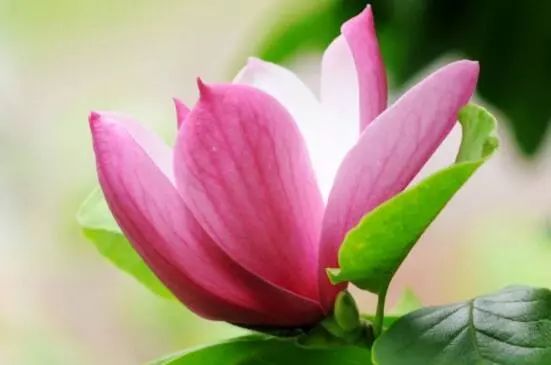 藍(lán)色花卉大全花名_花卉大全藍(lán)色花名有哪些_藍(lán)色的花名稱(chēng)大全