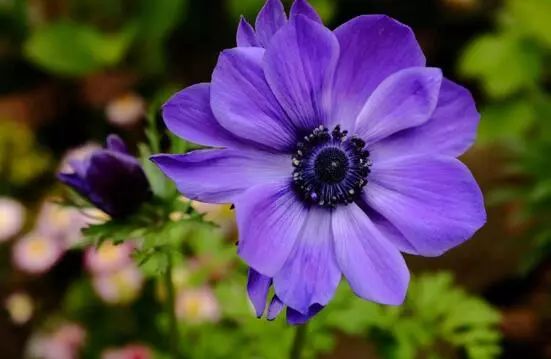 花卉大全藍(lán)色花名有哪些_藍(lán)色的花名稱(chēng)大全_藍(lán)色花卉大全花名