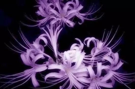 花卉大全藍(lán)色花名有哪些_藍(lán)色的花名稱(chēng)大全_藍(lán)色花卉大全花名