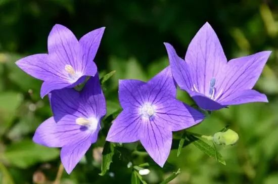 藍(lán)色花卉大全花名_花卉大全藍(lán)色花名有哪些_藍(lán)色的花名稱(chēng)大全