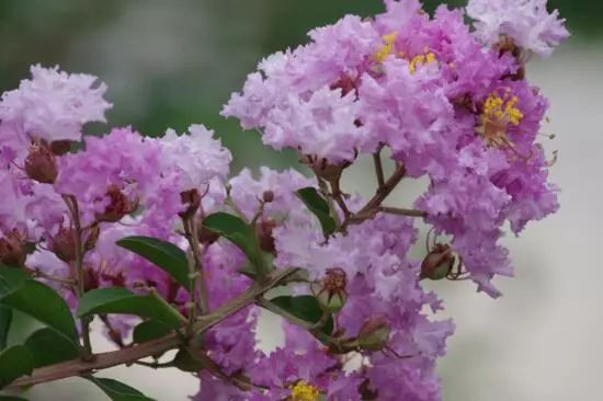 花卉大全藍(lán)色花名有哪些_藍(lán)色的花名稱(chēng)大全_藍(lán)色花卉大全花名